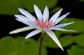 034 Blaue Lotusblume - Blue Egyptian water lily - Nymphaea caerulea